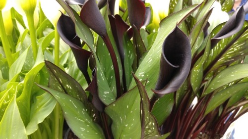 I should’ve bought some of these black calla lilies from Lowe’s. (X)