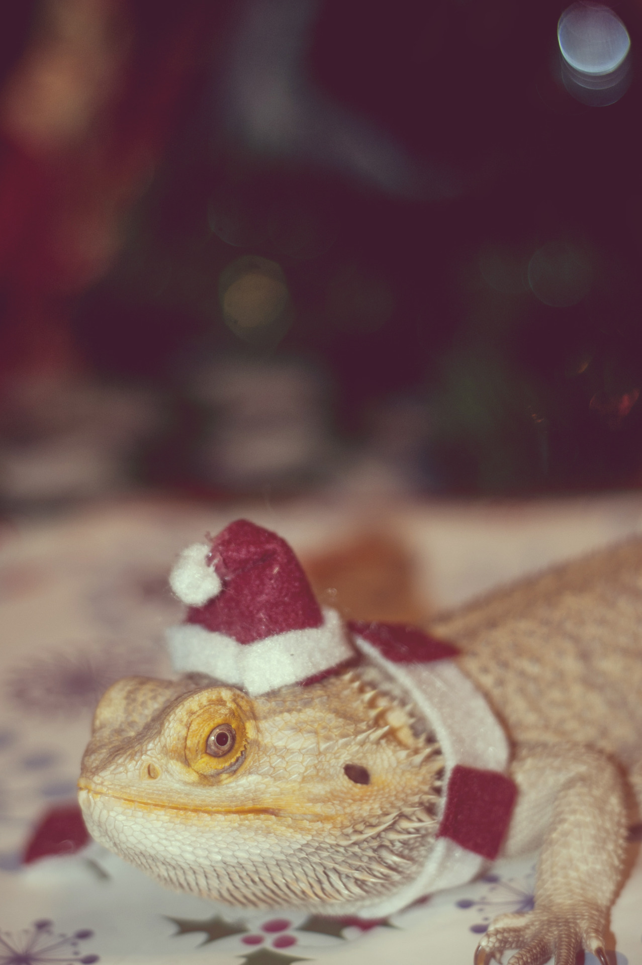 asdfhjk4-deactivated20140730:  Christmas Attire II 