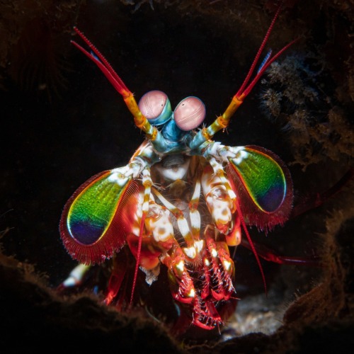 A photo of a peacock mantis shrimp facing the viewer. It has large pink eyes and a body covered in rainbow colors, ranging from blue to green to red and white.