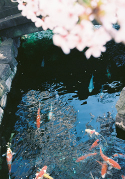 fuckyeahjapanandkorea:   	桜の下のコイ von Neconote    	Über Flickr: 	carps under cherry blossoms  