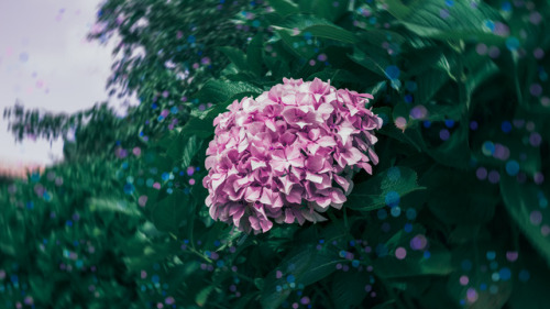 dangered:every flower blossoms at a different pace,find yoursinstagram @pablodume