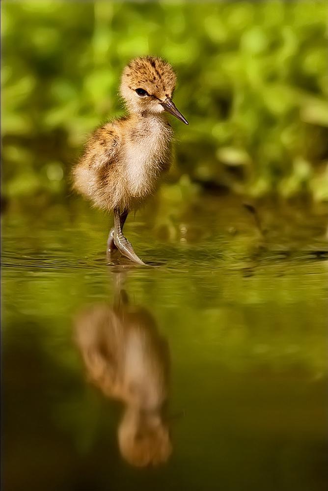 magicalnaturetour:  Photo by Stefano Ronchi