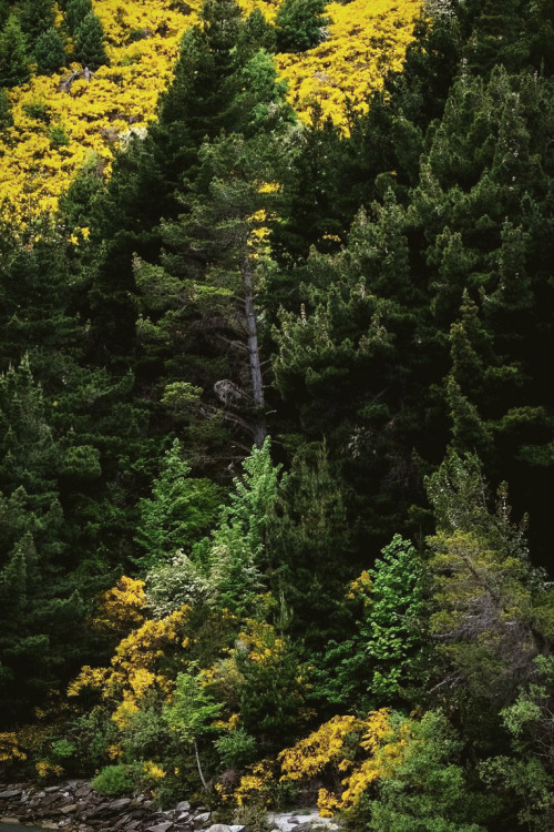 elvenforestworld: Mirkwood Shotover River - Arthurs Point, New Zealand. By Antoine Chanel   