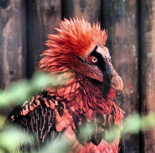 singoallala:tasteslikeanya:end0skeletal:Have some weird-lookin’ birds.1. Potoo2. Knobbed Hornbill3. 