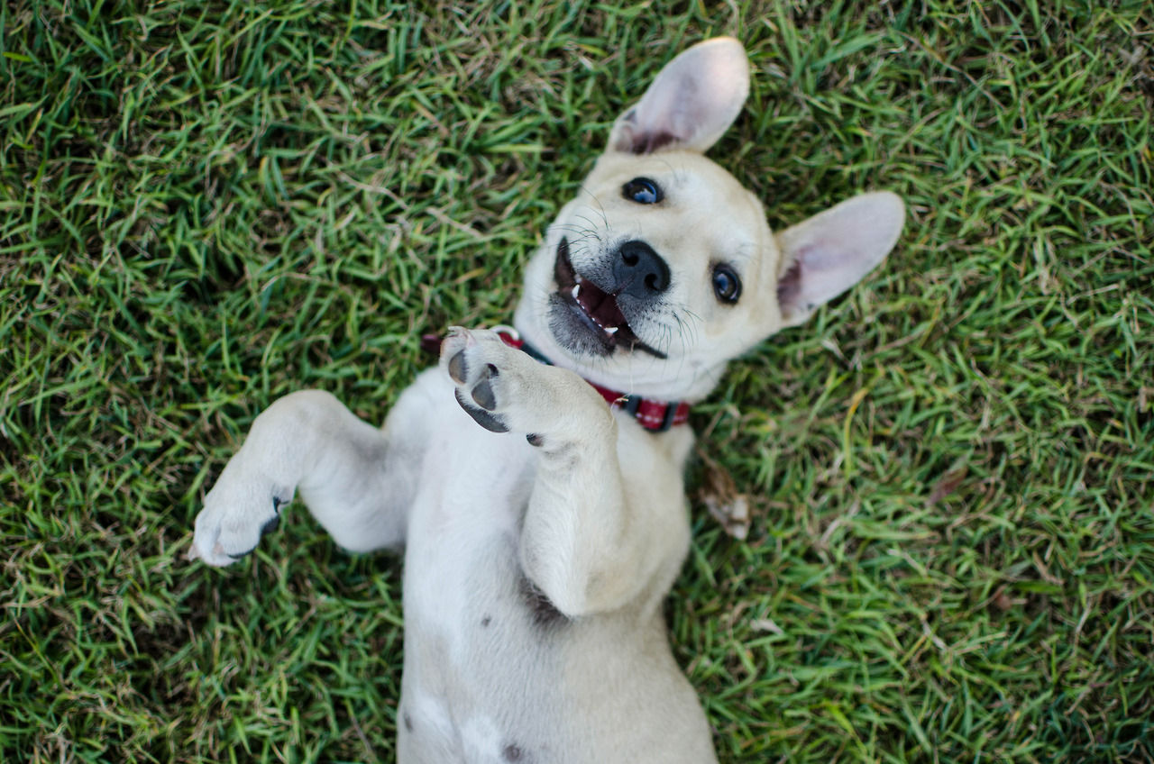 sidetongue:  dingbat