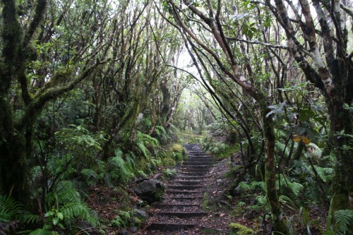 Goblin Forest, New Zealand