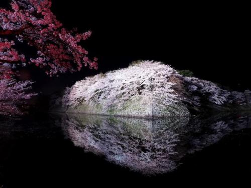 たけし ‏@tttks  又兵衛桜の前日に行った国宝 彦根城の桜。お堀に写る桜がとにかく綺麗。（上げなおし）ここで人物入れて撮ったらさぞ綺麗だろうな