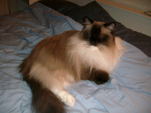 I don’t think I’ve submitted this pic of Madame Charlotte von Floofenheimer, a.k.a. Char