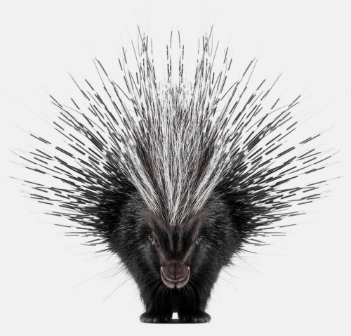 andrew zuckerman, creatures - Porcupine