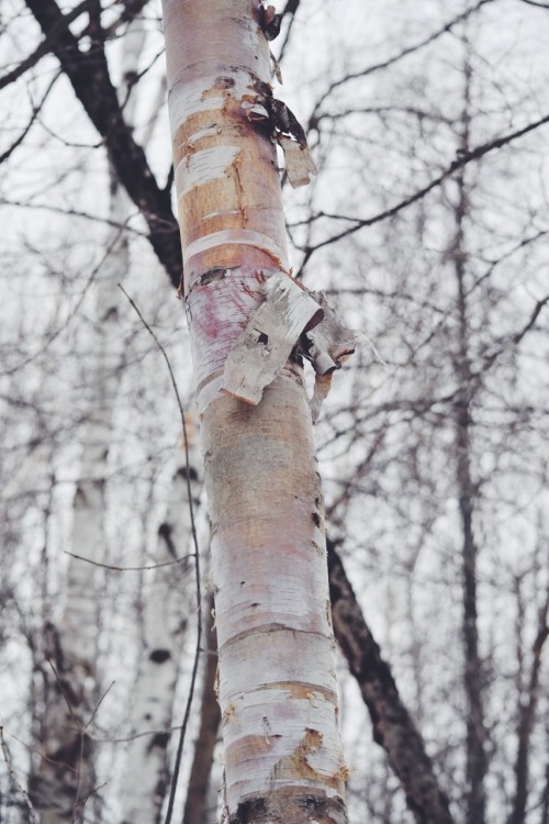 adventureovereverything: Pretty birch