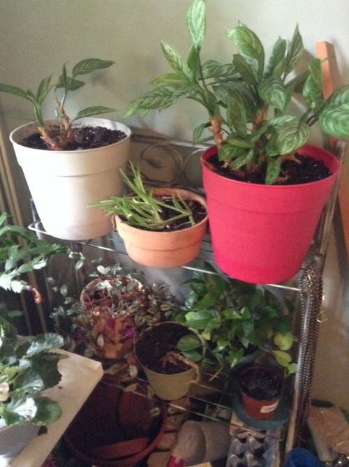 vitajem:Plants!!!