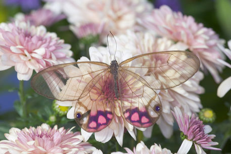 cantando-siempre: andantegrazioso: Cithaerias merolina the Glass Wing Butterfly | Danita Delimont @c