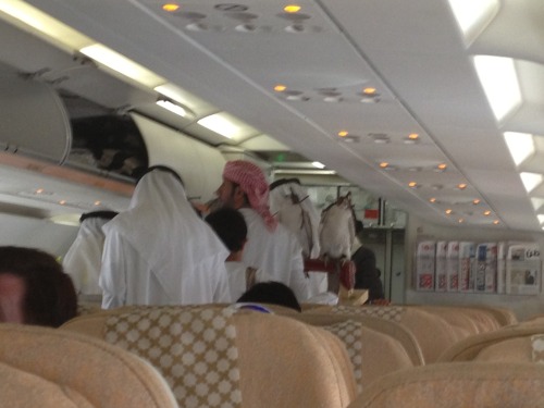 Today on my flight from Riyadh, Saudi Arabia to Abu Dhabi, UAE a man came on board with four falcons