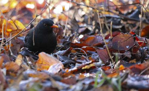 turdus merula