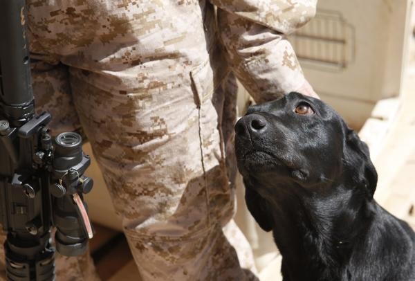 majorleagueinfidel:  War Dogs serving in Afghanistan – 2007-2012. 