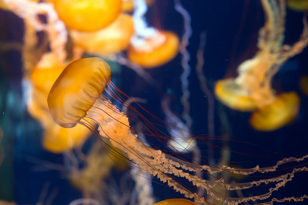 mooonjellies:  ADW44