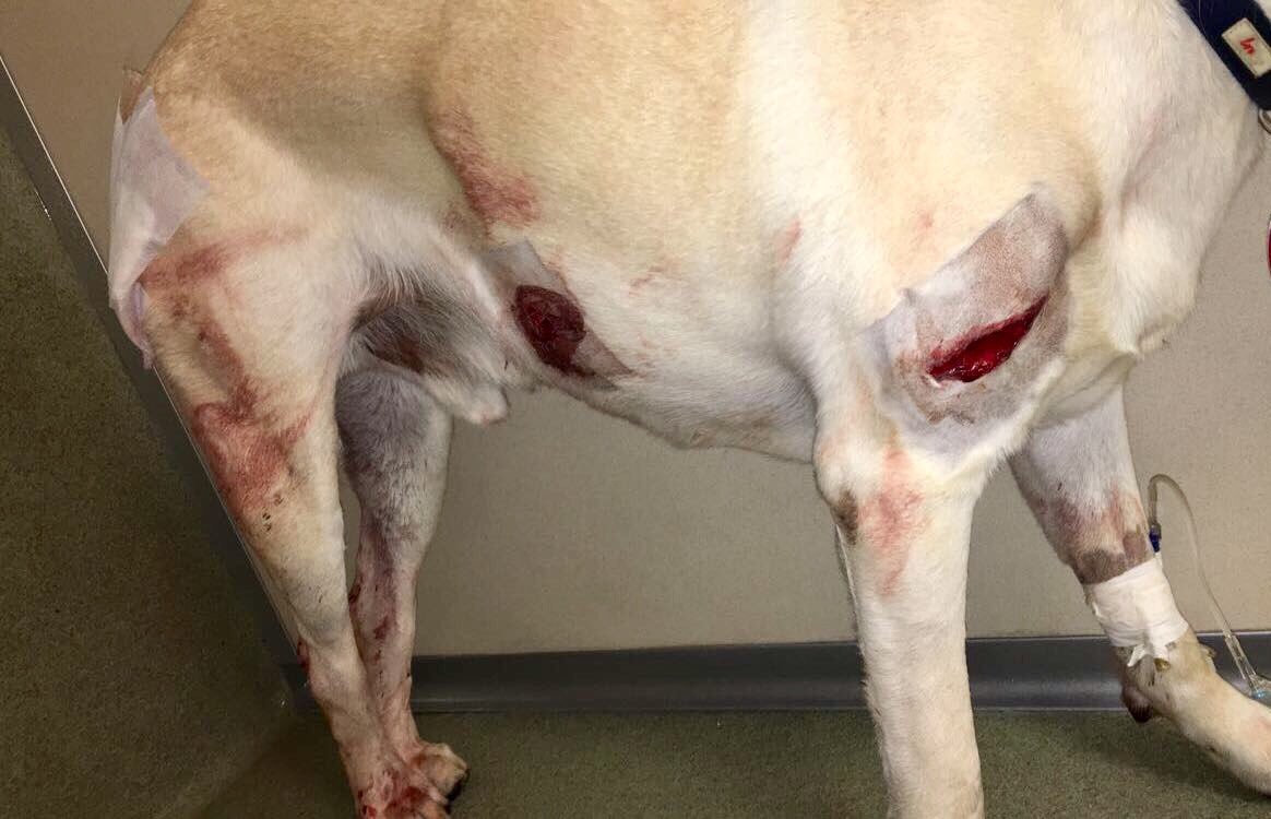 babyanimalgifs:  This has seriously annoyed me so much and I had to post it on here