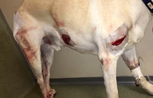 babyanimalgifs:  This has seriously annoyed me so much and I had to post it on here to try and get it around. This is seriously messed up on so many levels. If it were a human, the law would be that it was attempted murder. Please can we get this around
