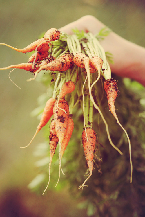 Allotment Carrots by Karen Jackson