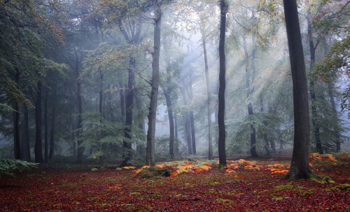 silvaris: Autumn Forest by Ceri Jones
