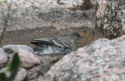 Juvenile White wagtail/sädesärla.