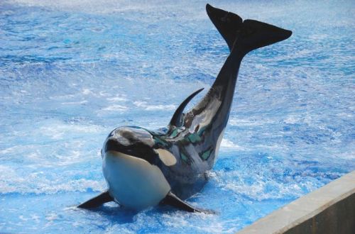 Gender: MalePod: N/APlace of Capture: Born at SeaWorld of FloridaDate of Capture: Born October 9, 20