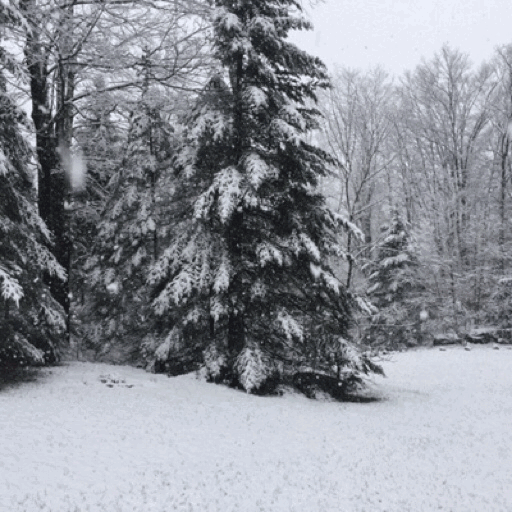 minced–oath: 60° yesterday, 3&quot; snow today 🐇❄️