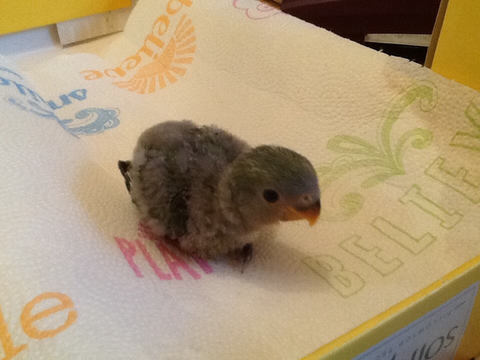 importantbirds:   it is! small bab birb, making the small noise, small angel face.