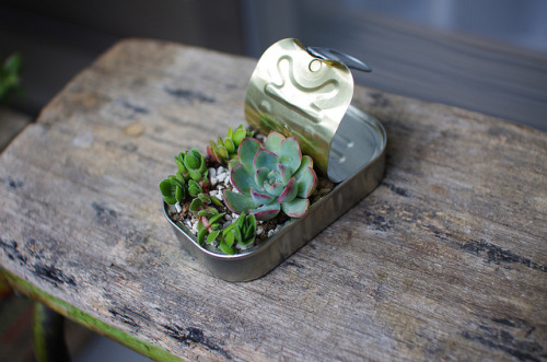 valscrapbook:can of sardines by ikehire on Flickr.