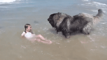 nunyabizni:  thank-you-based-bear:  awwww-cute:  Ok…that’s enough for now little