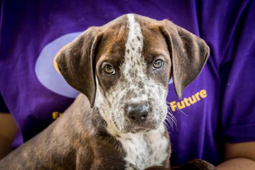 dogsandpupsdaily:  - German Shorthaired Pointer Mix. Want more? Follow:http://dogsandpupsdaily.tumblr.com/