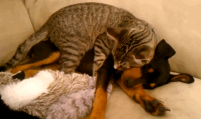 meaganfanart:  broccoleafveins:  See the full footage here: Winston (kitty) takes care of Zeke (puppy)   “Zeke just got home from the vet — being allergic to certain grasses, he broke out in hives and they gave him steroid and benadryl shots.