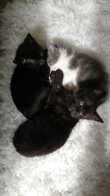 naturelvr69likes: fosterhomeforlegendarykittens: Fluffy boy, Pan, and Tink like the rug I think ❤ We