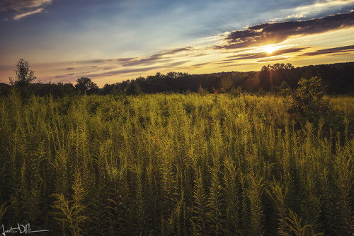 justinderosaphotography:Flowing Fields