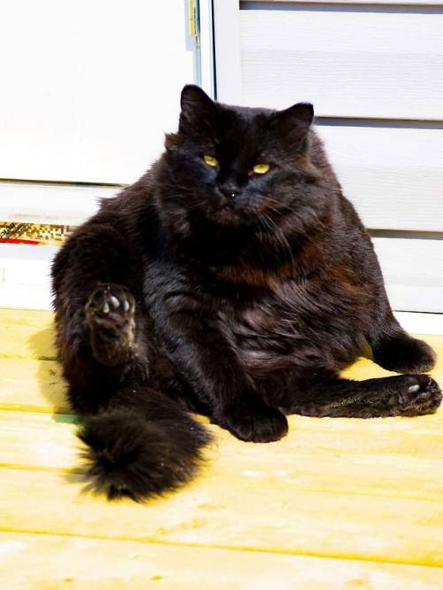 catsoverloaded:My unit if a cat. No one at the shelter wanted him. He was shaved and flaky and obese