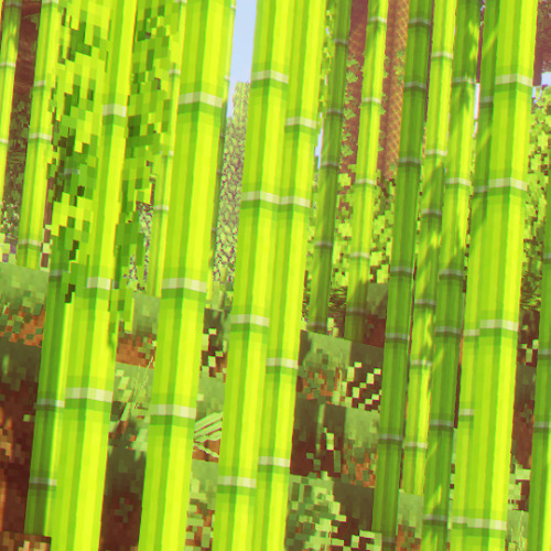 koruseed:my first bamboo forest