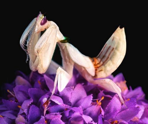 Porn photo kevwaldo:  Orchid Mantis (Hymenopus coronatus)
