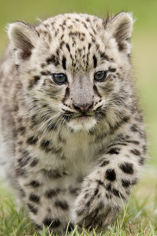 wonderous-world:  Himalayan Princess by Paul Shaw