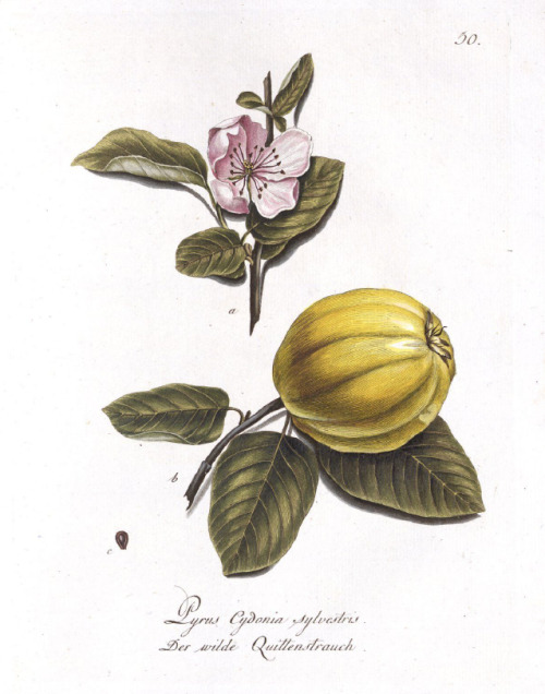 G. F. Abel, Wild Quince, 1790. Cooper engraving. From a forestry manual, 100 German wild wood specie