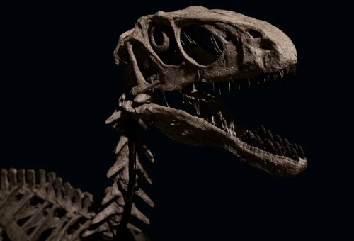 “Hector” (Deinonychus Antirrhopus), Montana, Usa,From the Cloverly Formation, Wolf Canyo