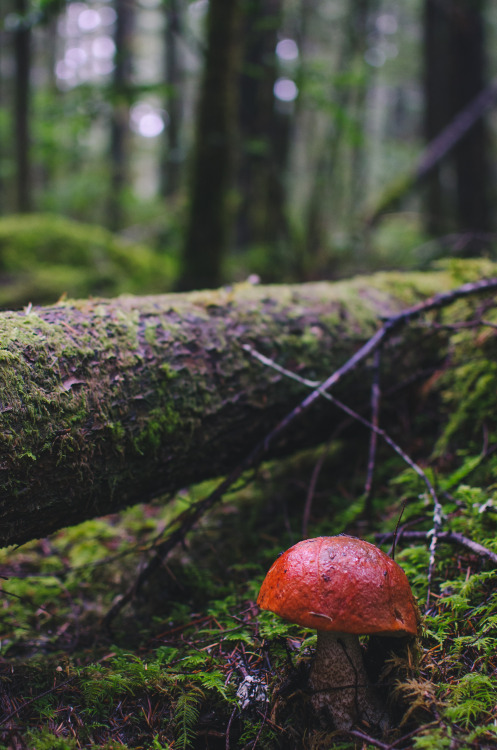 Fungi Woods Print Shop