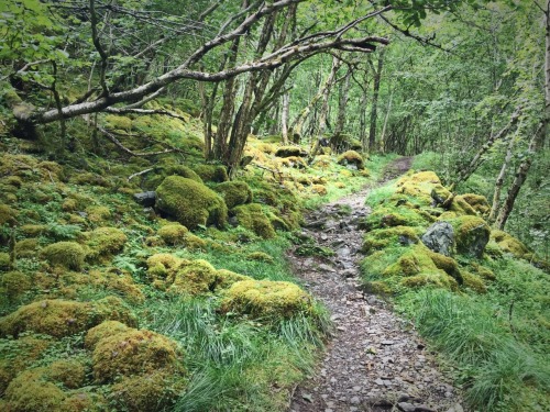 redheadonaroadtrip:~ Fjord Forest ~This woodland on the banks of the Næroyfjord (Norway) was enchant