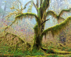 wapiti3:  A moss covered maple tree in a drizzly fog along the Hoh River in Washington’s Olympic National Park. on Flickr.Via Flickr: photo by Floris van Breugel.