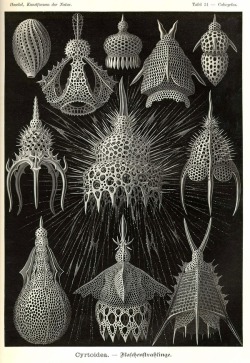 jtotheizzoe:  goadthings:  Ernst Haeckel  Not only was Ernst a Haeckel of an artist, he was a brilliant biologist and naturalist as well.  Side note: I have business cards, for some unknown reason, and there’s a Haeckel illustration on the back of