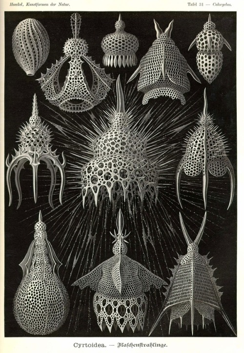 modhero:Ernst Haeckel - Artist, biologist, naturalist.