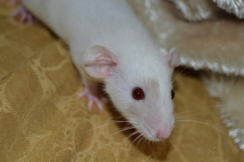 andthentherewasarat:baby rats are cute &lt;3