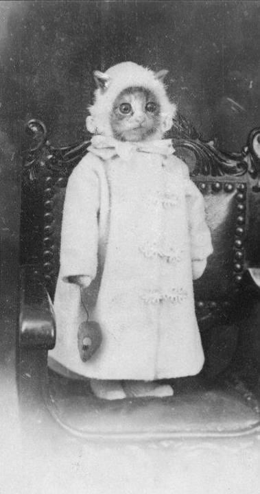 debbipete:
“theoddcollection:
“ So cat photos apparently date back to the 1800s.
”
creepy
”