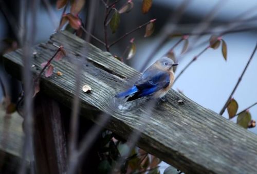 Photo: Gary Emord-Netzley, Associated Press / SF (via Day in Pictures, Jan. 2, 2013 - SFGate)