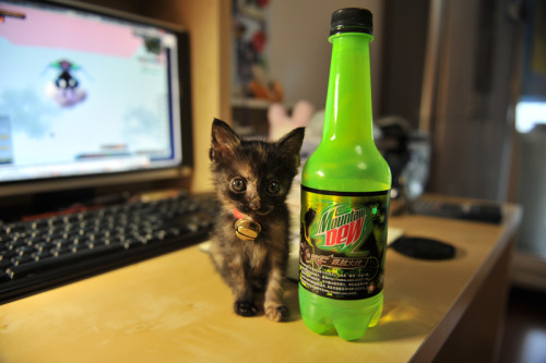 afatblackfairy:  catsbeaversandducks:  Chinese Photographer Finds An Adorable Tortie Stray She’s so tiny and cute! Via Reddit  AHHHH 