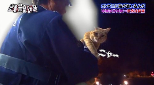 japanesetranslated: nevergreencat: ある罪で警察に逮捕されたネコと、ネコに尋問を試みる警官のやりとりが可愛いわ平和だわで超笑える #警察24時 - Togetterま